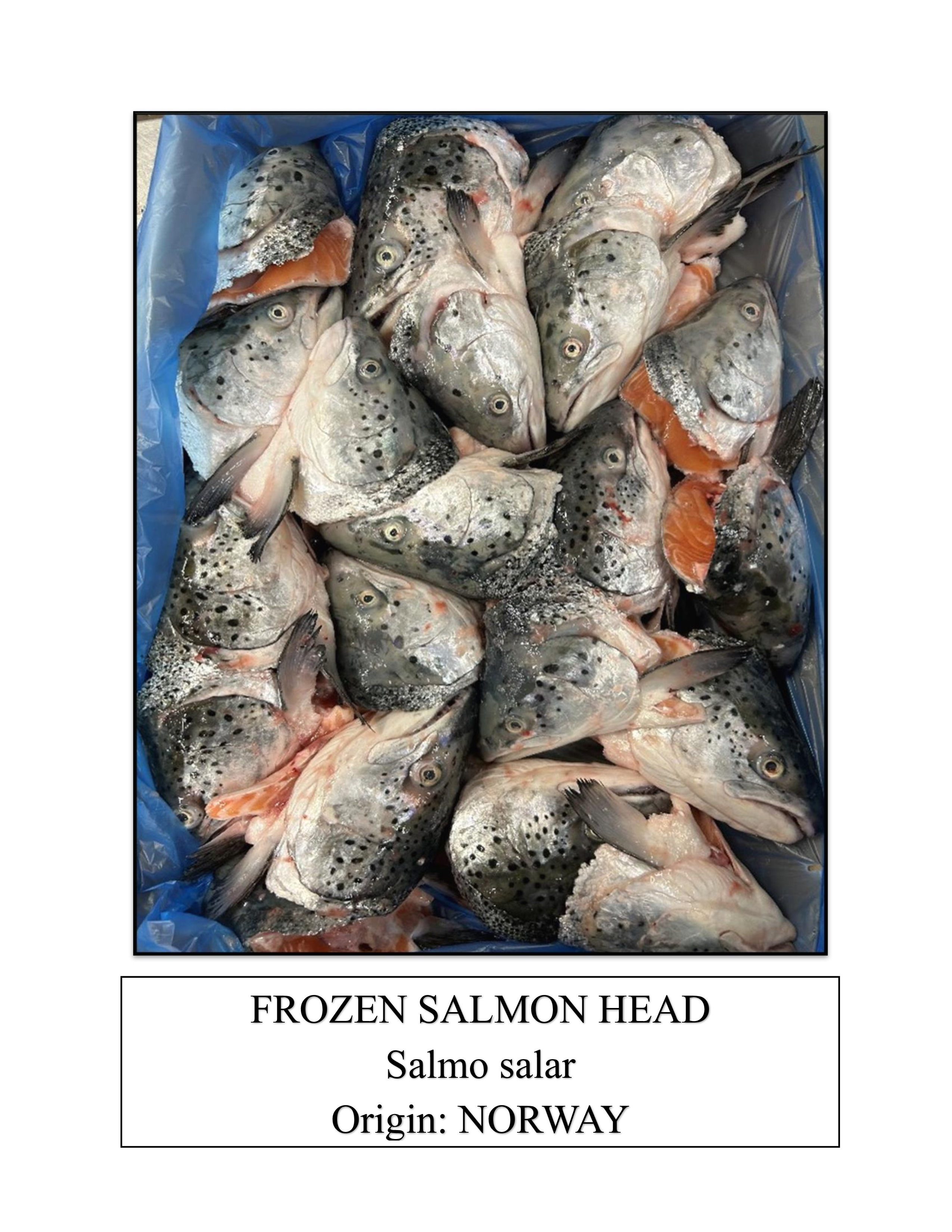 Frozen Salmon Head